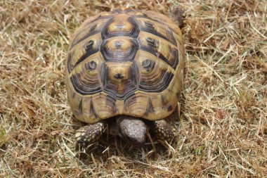 Hermanns samandaki kaplumbağa
