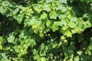 Bahçedeki üzüm yaprakları