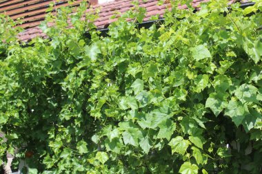 Bahçedeki üzüm yaprakları