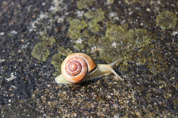 정원에서 바닥에 달팽이 — 스톡 사진