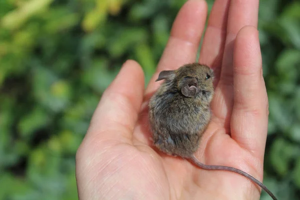 在花园里一只手牵着老鼠 — 图库照片