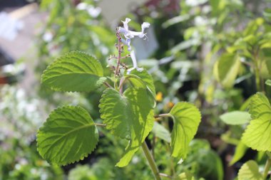 Zulu, yazın bahçede çiçek açar.