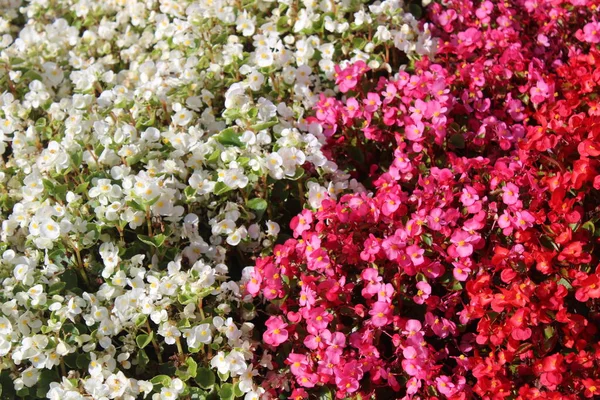 Begonia Cera Jardín — Foto de Stock