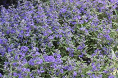 Bahçede çiçek açan mavi sakal