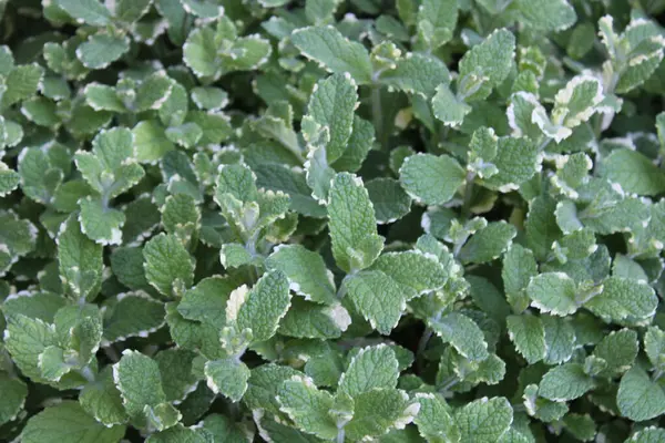 stock image pineapple mint in the garden