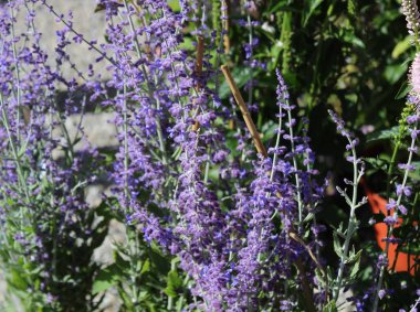 Bahçede çiçek açan Rus bilgesi