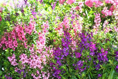 Bahçede serpilen yaz aslanağzı