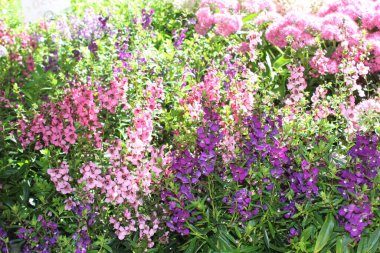 Bahçede serpilen yaz aslanağzı