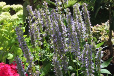 Bahçede çiçek açan kırışık dev bir su çiçeği.