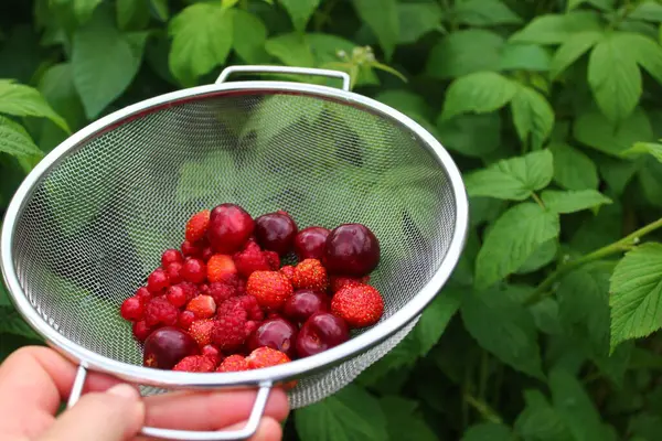 stock image fruits in the garden and a raspberry bush