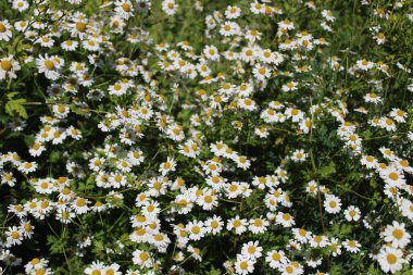 Bahçede filizlenen birkaç ateş