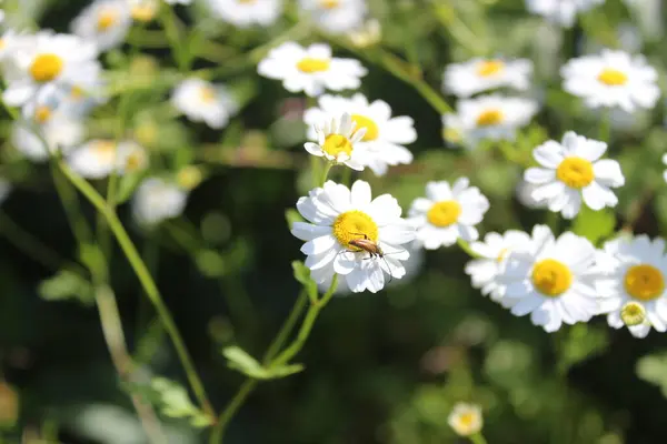 stock image blossoming feverfew in the garden