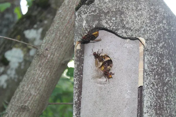 Stock image hornets in a nest box in the garden