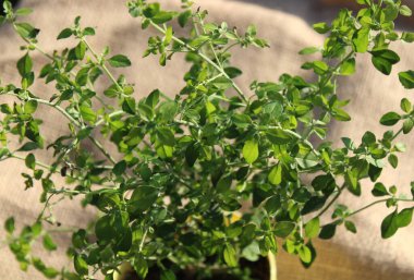 Bahçedeki mentollü çalı