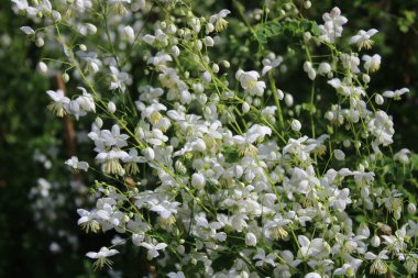 Bahçedeki çayır pişmanlığı.