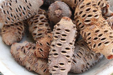 Banksia Grandis bahçede