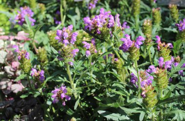 Bahçede çiçek açan prunella.