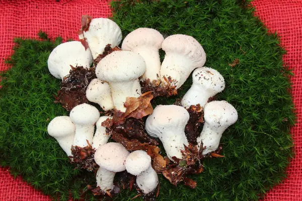 Bahçedeki yosunlu tüy yumağı