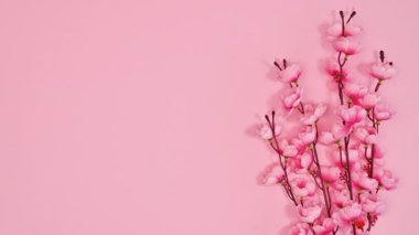 Spring flowers bloom appear on pastel pink background. Copy space. Flat lay. Stop motion