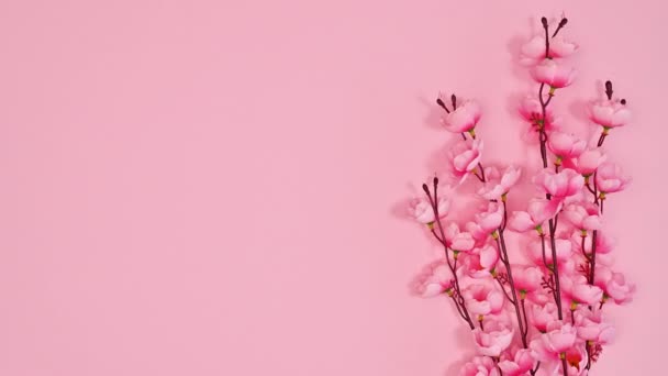 Spring Flowers Bloom Appear Pastel Pink Background Copy Space Flat — Stockvideo