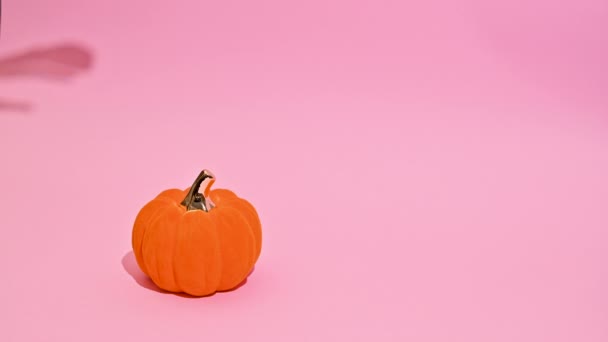 Halloween Stop Motion Strašidelné Kostry Stín Chytit Dýně — Stock video