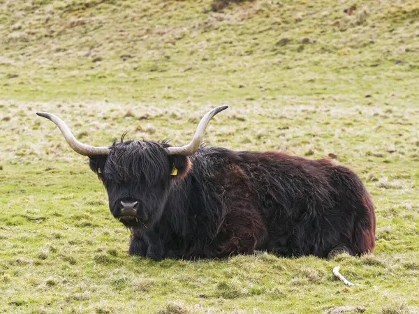 İskoçya ineği Northumberland, İngiltere 'de bir tarlada dinleniyor.