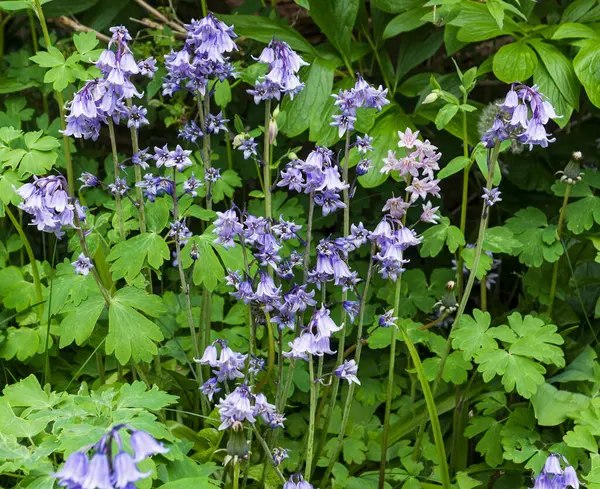 Northumberland, İngiltere 'de vahşi çan çiçekleri. Hyacinthoides, Hhispanica ile sık sık melezleşen Hyacinthoides x massartiana.