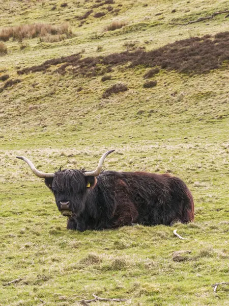İskoçya ineği Northumberland, İngiltere 'de bir tarlada dinleniyor.