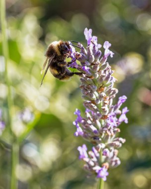 Arı Lanender, Lavandula, plant, August, Northumberland, İngiltere 'den nektar topluyor.