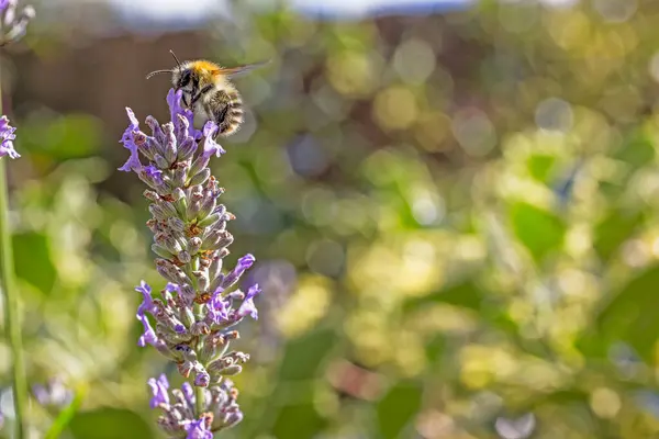 Arı Lanender, Lavandula, plant, August, Northumberland, İngiltere 'den nektar topluyor.
