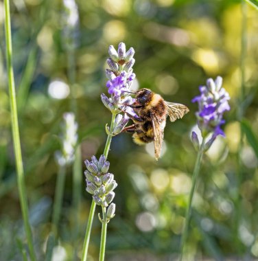 Arı Lanender, Lavandula, plant, August, Northumberland, İngiltere 'den nektar topluyor.