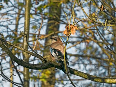 Avrasyalı Jay, Garrulus Glandarius, karga ailesinin bir üyesi Gosforth, İngiltere 'de bir ağaç dalına tünemişti.