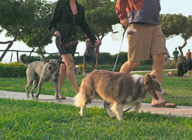 İnsanlar güneşli bir parkta köpeklerini gezdiriyorlar.