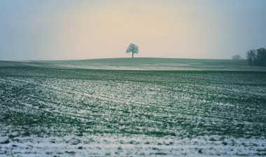 dreamy winter landscape with green field covered by snow and old tree on the horizon