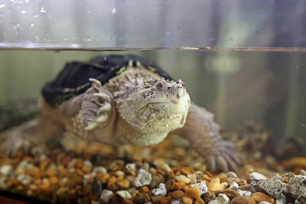 A common Flirda Snapping turtle is swimming in shallow water in a small roadside exhibit aquarium tank.