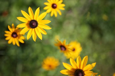 Kara Gözlü Susan Flowers, Rudbeckia Hiro 'da, bir yaz günü, yemyeşil yemyeşil bahçede..