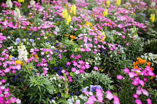 ピンク オレンジ 青の虹色の繊細な小さなダイアナボルとバイオレットの花や植物は緑豊かな庭の背景を作成します — ストック写真