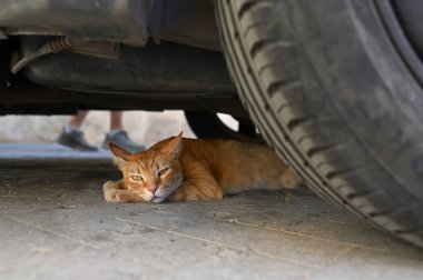 Başıboş Kızıl Kedi Bir Arabanın Altında Dinleniyor. Kızıl bir kedi gölgede park halindeki bir arabanın altında yatıyor, günün sıcağından kaçıyor..
