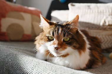 Kedi kanepede yatıyor.