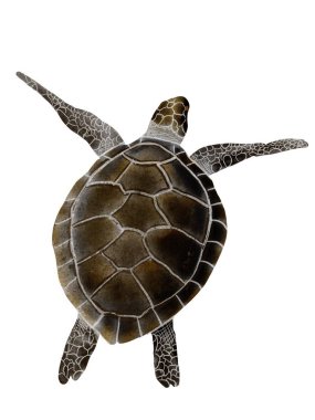 deniz kabuğu, deniz kabuğu, plaj, okyanus, pembe, suluboya, deniz, deniz, tatlı, tropikal