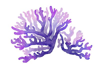 deniz kabuğu, deniz kabuğu, plaj, okyanus, pembe, suluboya, deniz, deniz, tatlı, tropikal