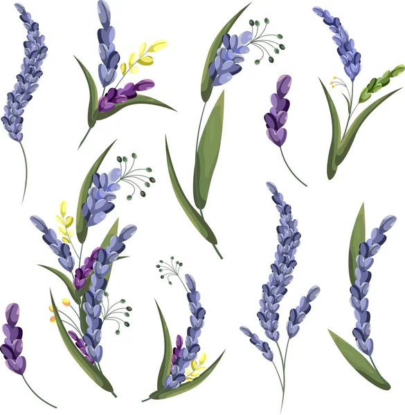 Blommig Vektor Inställd Härligt Delikata Lavendelkvistar Med Blad Blommor Vit — Stock vektor