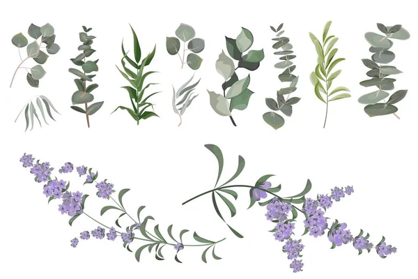 Large Collection Herbs Plants Green Plants White Background Lavender Flowers — Stock Vector