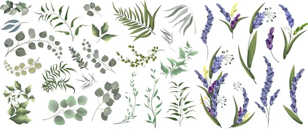 Stor Samling Örter Och Växter Gröna Växter Vit Bakgrund Lavendelblommor — Stock vektor