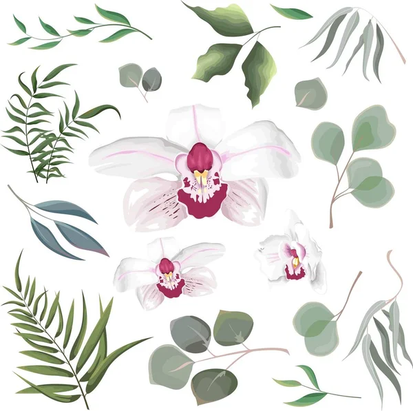 Grama Vetor Conjunto Flores Eucalipto Diferentes Plantas Folhas Orquídea Rosa —  Vetores de Stock