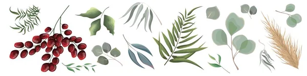 草本植物和植物病媒的混合 多汁桉树 绿色植物和叶子 所有元素都是孤立的 — 图库矢量图片