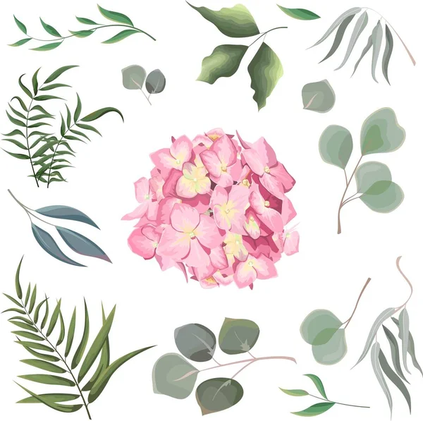 Vektorgras Und Blumenset Eukalyptus Verschiedene Pflanzen Und Blätter Rosa Hortensien — Stockvektor