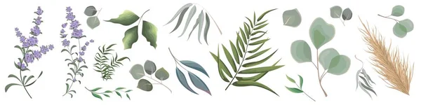 ハーブと植物のベクターコレクションのミックス ジューシーなユーカリ 枯れ木 緑の植物や葉 全ての要素は孤立している 繊細なライラックラベンダー — ストックベクタ