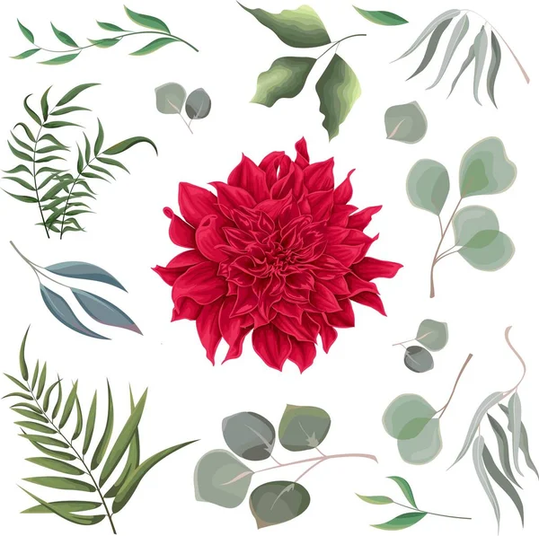 stock vector Vector grass and flower set. Eucalyptus, different plants and leaves, red dahlia