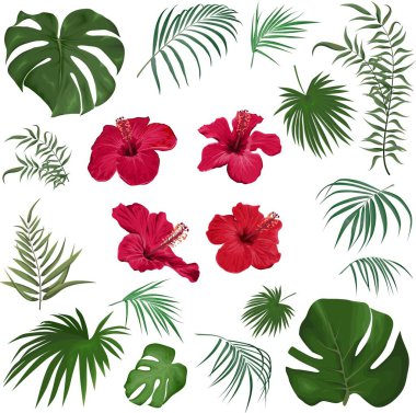 Beyaz arka planda büyük bir tropikal bitki ve çiçek kümesi. Kırmızı amber, palmiye yaprakları ve diğer tropikal bitkiler. - Evet. Vektör illüstrasyonu